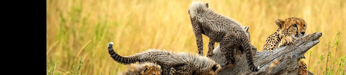 4-Day Masai Mara and Lake Nakuru Group Joining Tour