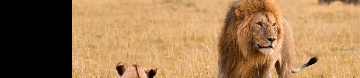 5-Day Best of Ol Pejeta, Lake Nakuru & Masai Mara Tour