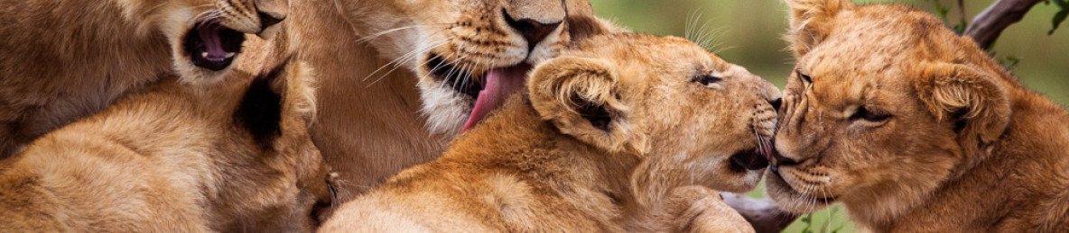 1-Day Day Ngutuni Sanctuary Safari from Diani/Mombasa