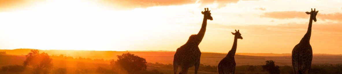 7-Day Maasai Mara Nakuru Naivasha and Amboseli Tour
