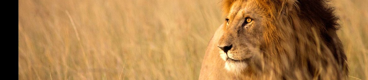 5-Day Masai Mara Lake Nakuru Lake Naivasha Luxury Safari