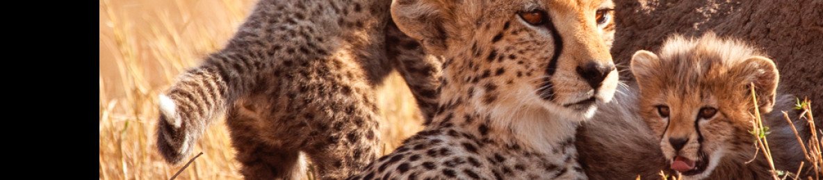 6-Day Into the Wild; Big Five Kenya Safari Experience