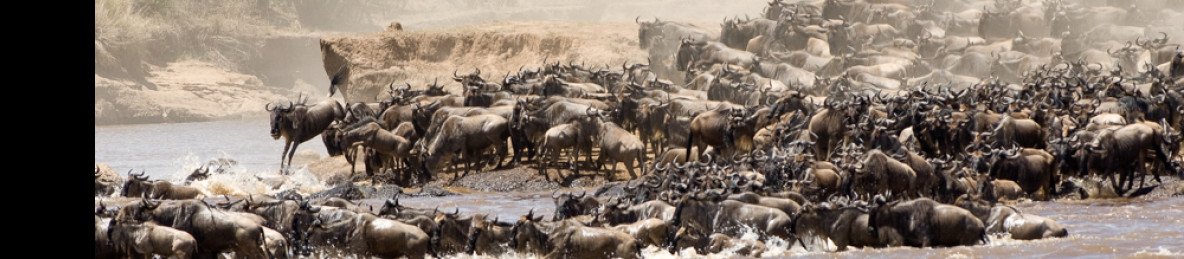 3-Day Maasai Mara Great Migration Safari~Group Sharing