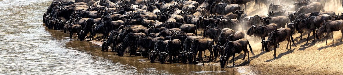 3-Day Masai Mara Group Joining Safari at Mara Sopa Lodge