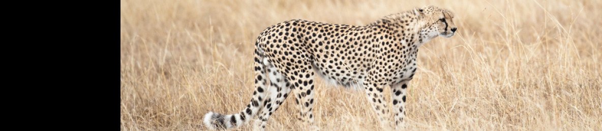 5-Day Masai Mara-Lake Nakuru-Lake Naivasha Budget Tour