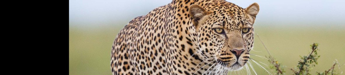 10-Day Kenya Tanzania Affordable Safari