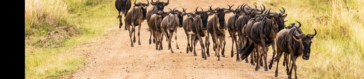 4-Day Masai Mara National Reserve Safari with Kentau