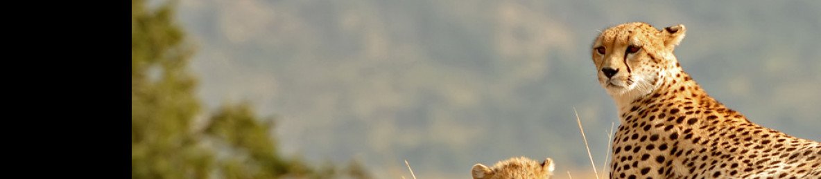 6-Day Mesmerizing Luxury Safari in the Bush - 2026/2027