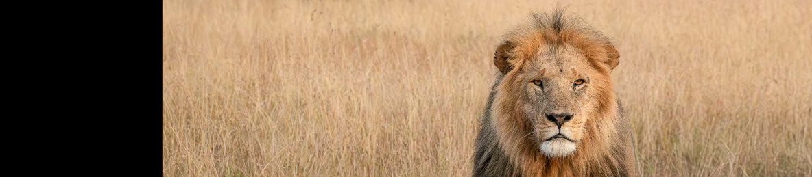 3-Day Masai Mara Midrange Safari Escape