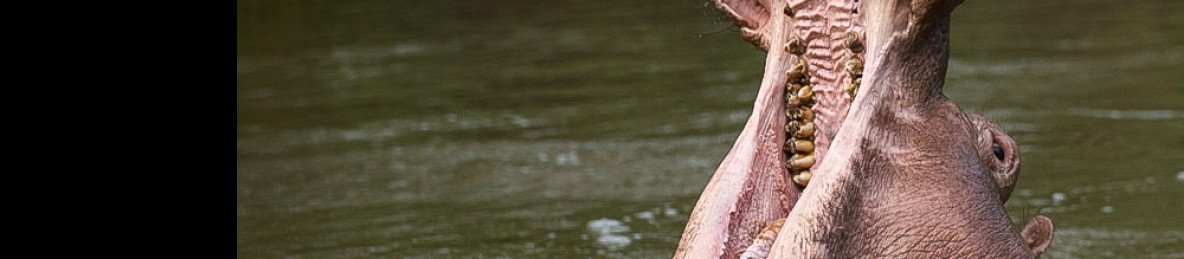 9-Day Tailor-Made Bush Adventure