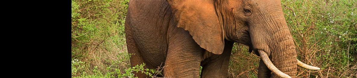 3-Day Coastal Tour-Mombasa to Tsavo East and Tsavo West