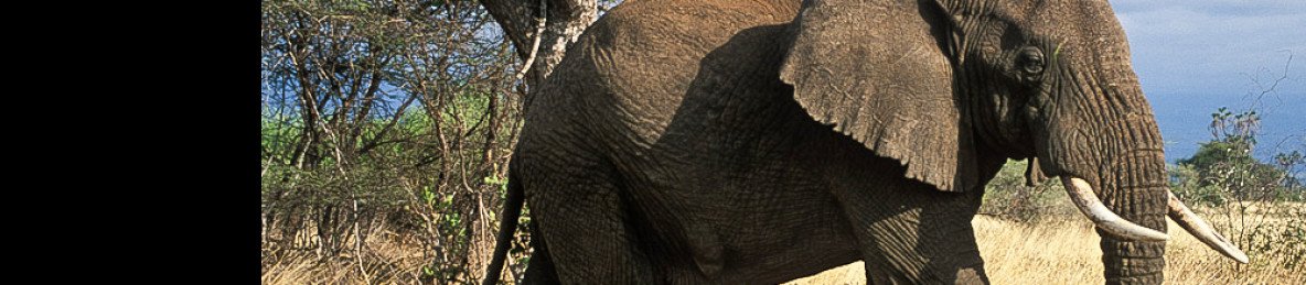 3-Day Meru National Park Kenya Safari Adventure