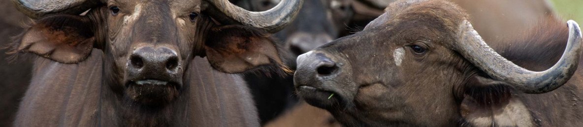 7-Day Luxury Adventure Safari Experience