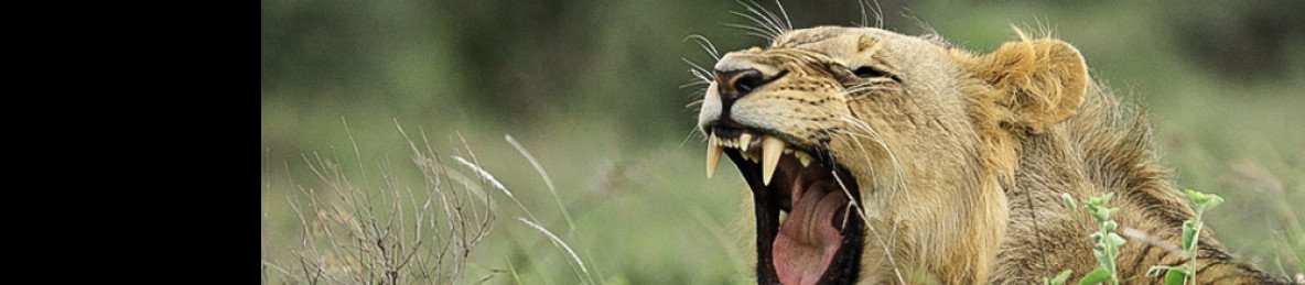 4-Day Tsavo East & West Safari from Mombasa