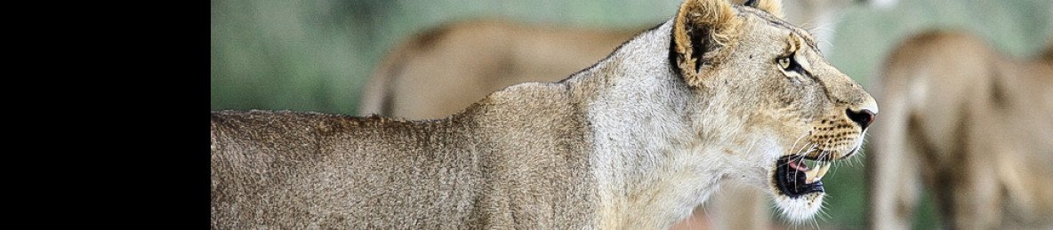 ½-Day Nairobi National Park Excursion