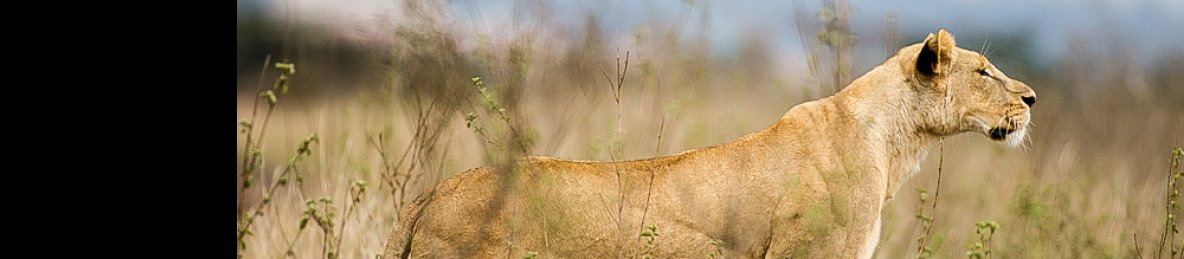 4-Day Masai Mara Safari Par Excellence