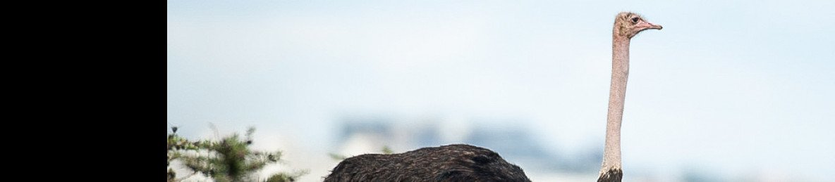 4-Day Secrets of Samburu Mid Range Fly-in Safari
