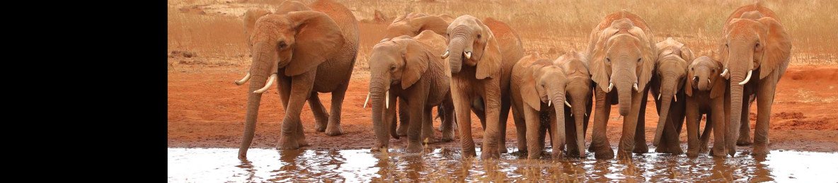 5-Day Roaring Kenya - Mid-Range Trip