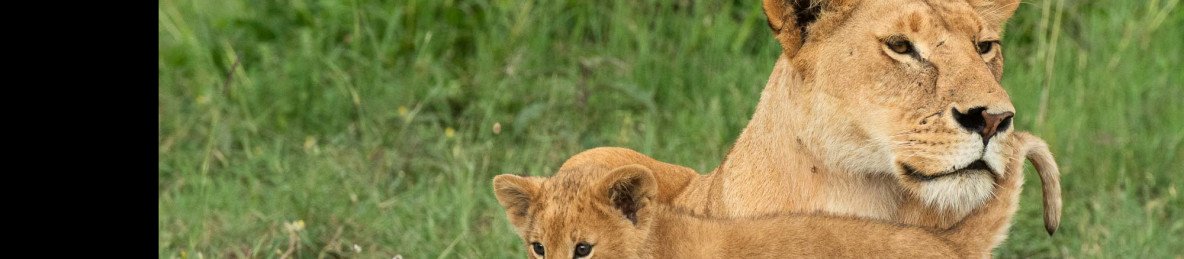 3-Day Tsavo East & West NP Private Luxury Safari by Jeep