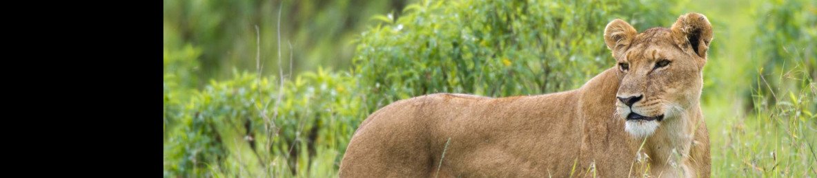 ½-Day Nairobi National Park Tour in Kenya