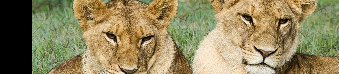 4-Day Lake Nakuru & Masai Mara Throne of the Wild Safari
