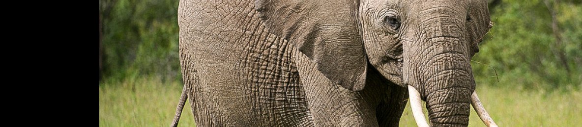10-Day Combined Kenya & Tanzania Luxury Safari