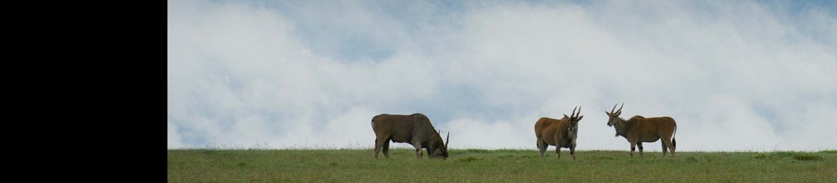 8-Day Epic Experience Safari