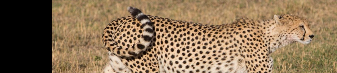 7-Day Kenya Safari & Sea Escape