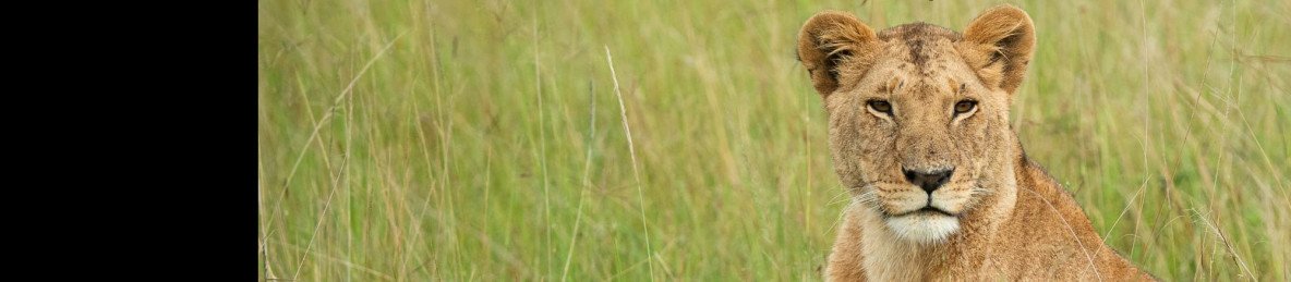 4-Day Masai Mara-Lake Nakuru Budget Group Camping Safari