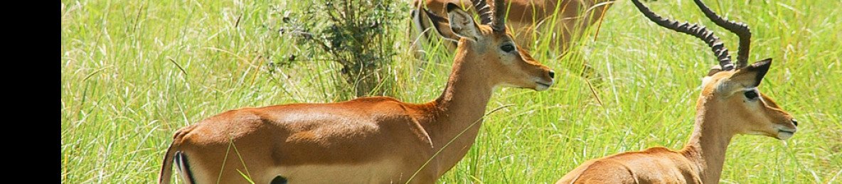 6-Day Masai Mara-Lake Nakuru-Amboseli Camping Safari