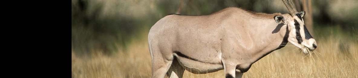 5-Day Northern Kenya Frontier Midrange Safari
