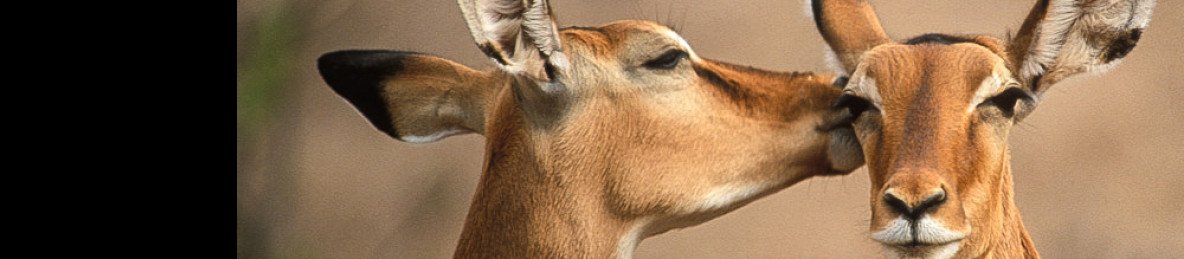 8-Day The Finest Family Wildlife Vacation