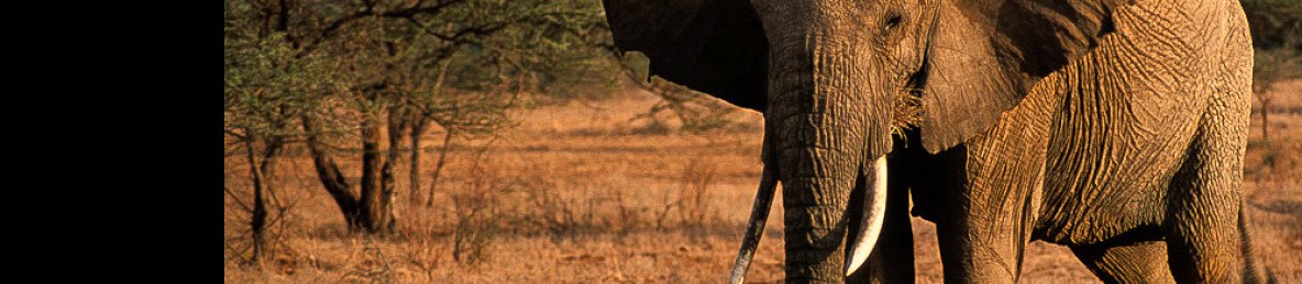 2-Day Safari to Amboseli National Park- Land of Giants
