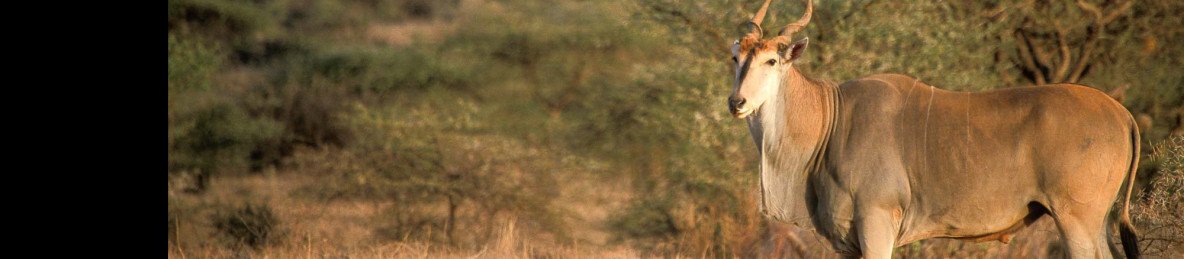 3-Day Fly-in Samburu Adventure at Sera Conservancy