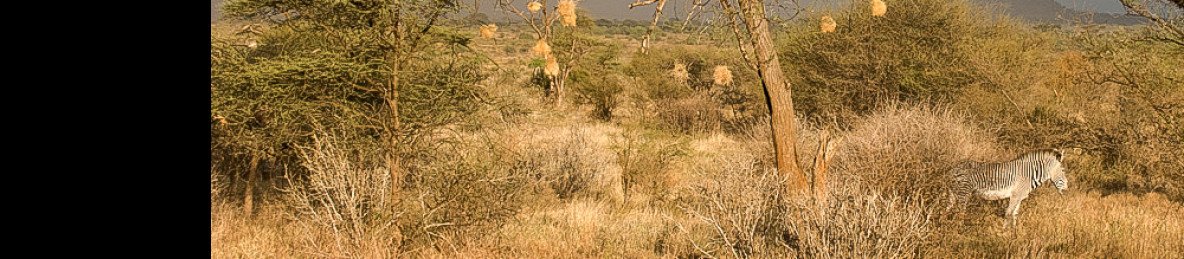 5-Day Semi Kenya Northern Circuit Safari