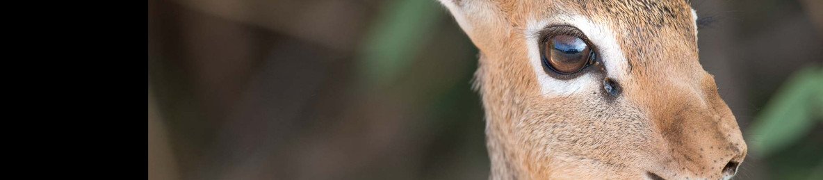 7-Day Living Among the Special Five Midrange Safari