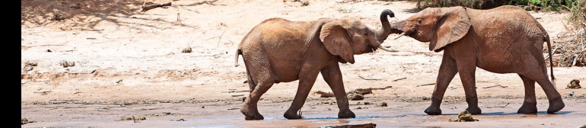 6-Day Amboseli, Lake Naivasha & Maasai Mara Expedition