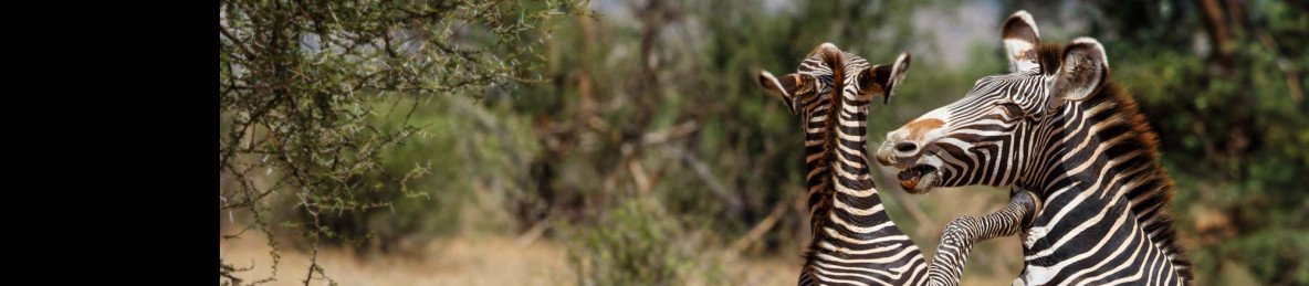 3-Day Samburu Safari Escape – the Home of Special Five