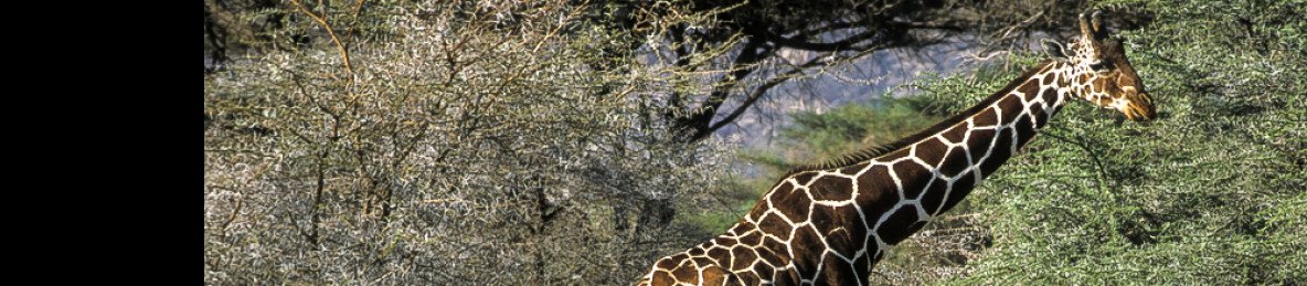 7-Day Remarkable Private Safari