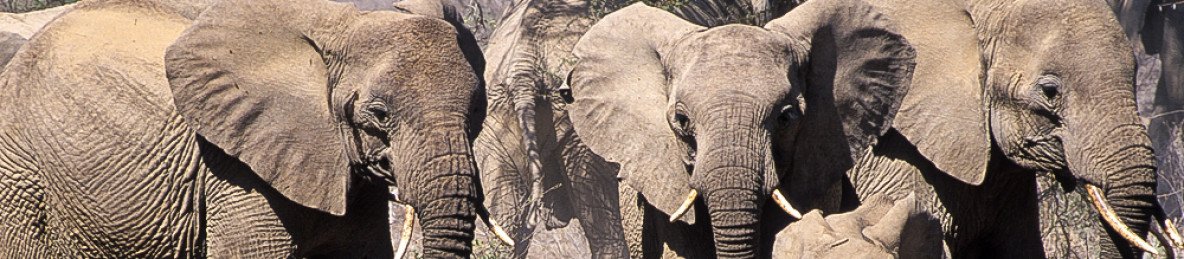 5-Day Personalized Safari Journey