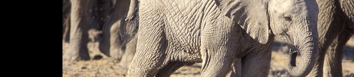 4-Day Exclusive Escapes in Kenya's Private Conservancies