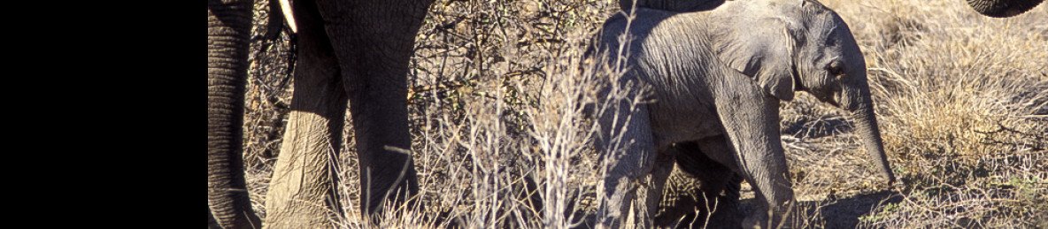 3-Day Game Drives in Tsavo East and Mombasa Island Tour