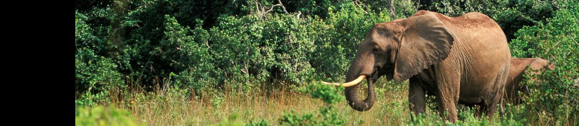 1-Day Private Tour to Shimba Hills from Diani with a Van