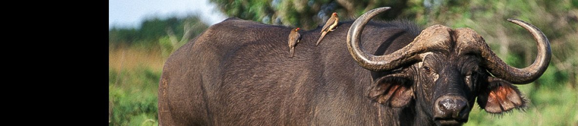 3-Day Adventure in Masai Mara