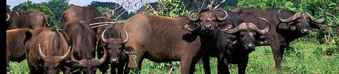 2-Day Tsavo East & Tsavo West National Park
