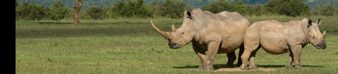10-Day Luxury Game Drive and Diani Beach