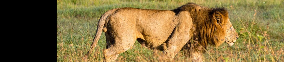 4-Day Naivasha Tranquil Lakes to Iconic Plains of Mara