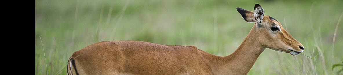 9-Day Magnificent Kenyan Wildlife Escapade in a Mini Van