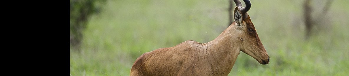 1-Day Amboseli Daytrip from Nairobi Budget Safari