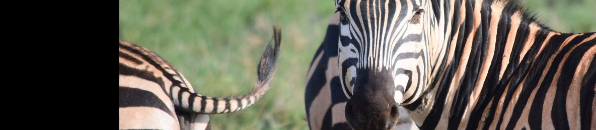 7-Day Fabulous Bush and Beach Safari